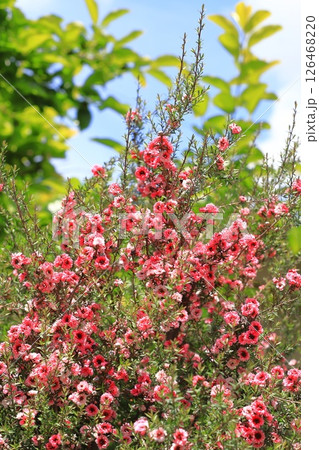 御柳梅(ギョリュウバイ)の花 御柳梅(ギョリュウバイ)の花 126468220