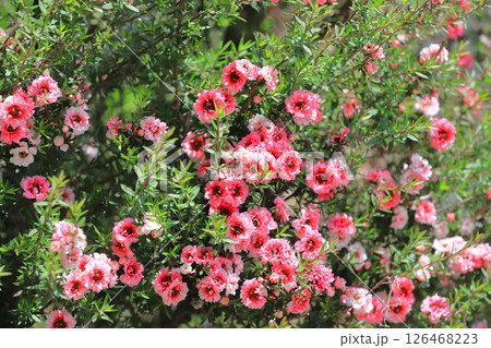 御柳梅（ギョリュウバイ）の花 126468223