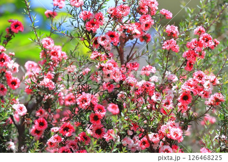 御柳梅（ギョリュウバイ）の花 126468225