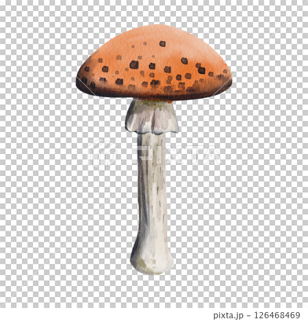 Fly agaric mushroom with a red cap and black dots. Poisonous plant. Autumn harvest, medicine for animals. Home decor. Watercolor illustration without background. Hand drawing. Fly agaric mushroom with a red cap and black dots. Poisonous plant. Autumn harvest, medicine for animals. Home decor. Watercolor illustration without background. Hand drawing. 126468469