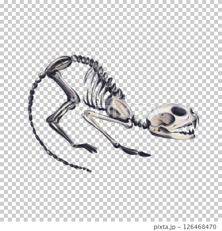 Skeleton of a cat. The cat is scared and hisses. She arched her back and is afraid. Halloween decor. Vintage romance. Gothic animals. Watercolor illustration without background. Hand drawing. Skeleton of a cat. The cat is scared and hisses. She arched her back and is afraid. Halloween decor. Vintage romance. Gothic animals. Watercolor illustration without background. Hand drawing. 126468470