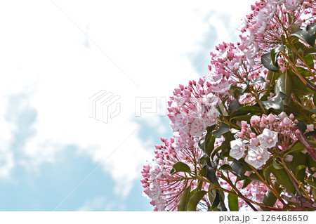 カルミア 126468650