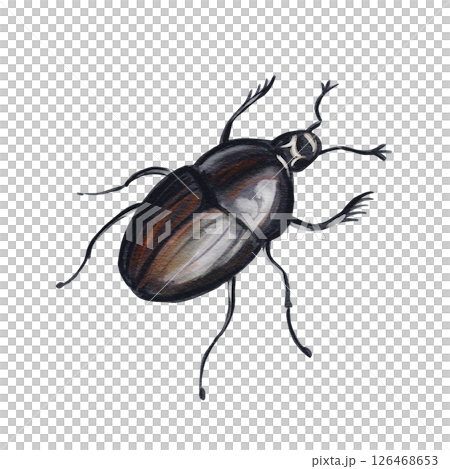 Black beetle. Scarab or dung beetle. Thin legs and hairy antennae. Small head. Shiny shell. Watercolor illustration isolated from background. Hand drawn. High quality illustration Black beetle. Scarab or dung beetle. Thin legs and hairy antennae. Small head. Shiny shell. Watercolor illustration isolated from background. Hand drawn. High quality illustration 126468653