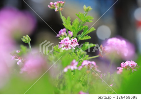 満開の匂天竺葵(ニオイテンジクアオイ) 満開の匂天竺葵(ニオイテンジクアオイ) 126468698