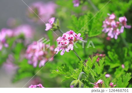 満開の匂天竺葵（ニオイテンジクアオイ） 126468701