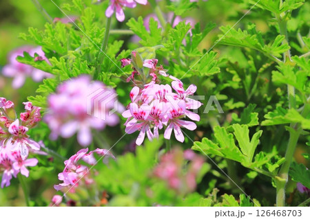 満開の匂天竺葵（ニオイテンジクアオイ） 126468703