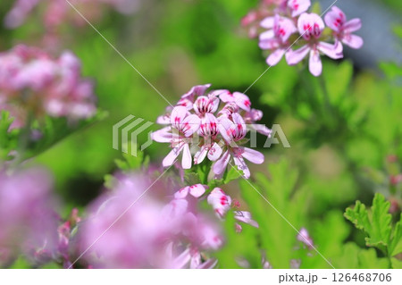 満開の匂天竺葵(ニオイテンジクアオイ) 満開の匂天竺葵(ニオイテンジクアオイ) 126468706