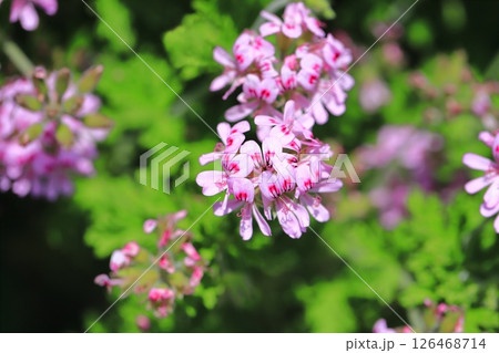 満開の匂天竺葵(ニオイテンジクアオイ) 満開の匂天竺葵(ニオイテンジクアオイ) 126468714