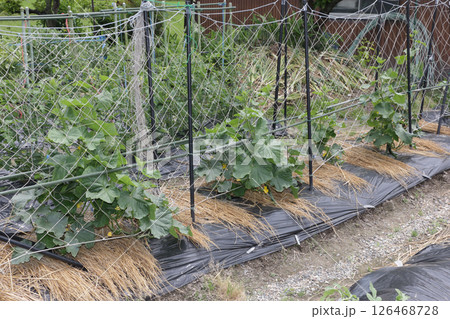 五月下旬のキュウリ畑 126468728