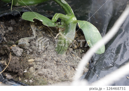 五月下旬のキュウリ畑 126468731