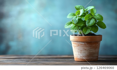 Fresh mint plant in a rustic pot against a textured blue background. 126469060