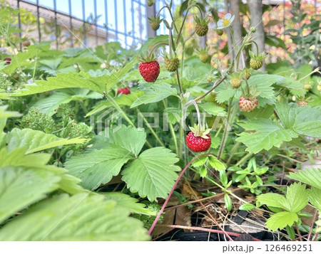 ワイルドストロベリー 126469251