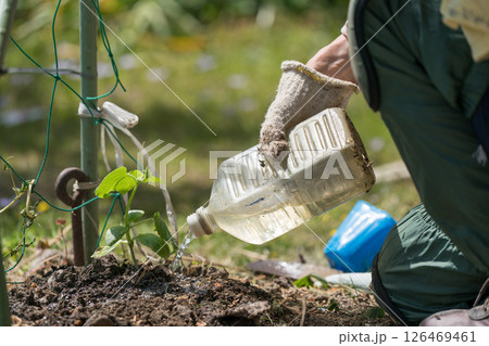 きゅうりの苗に水をやるシニア女性 きゅうりの苗に水をやるシニア女性 126469461
