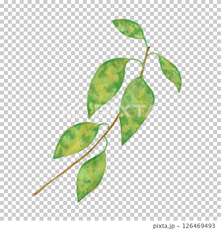 Branch with avocado leaves. Watercolor and marker illustration. Hand drawn isolated art. Plant branch with greenery. Botanical green branch. Fruit foliage sketch for packaging design with greenery Branch with avocado leaves. Watercolor and marker illustration. Hand drawn isolated art. Plant branch with greenery. Botanical green branch. Fruit foliage sketch for packaging design with greenery 126469493