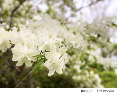 山に咲く鈴なりの白つづじ 126469588