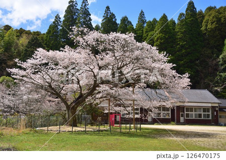 久保山の一本桜 久保山の一本桜 126470175