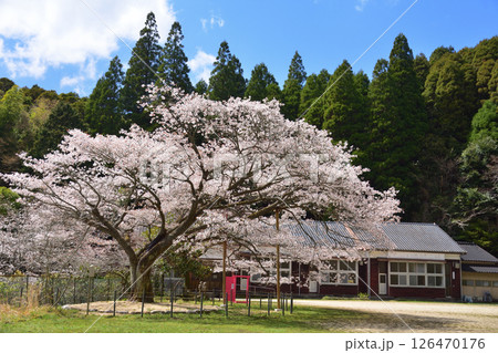 久保山の一本桜 久保山の一本桜 126470176