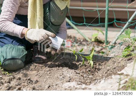 ピーマンの苗を植えるシニア女性 126470190