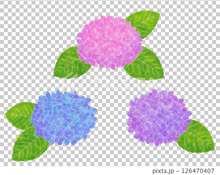 Watercolor style hydrangea Watercolor style hydrangea 126470407