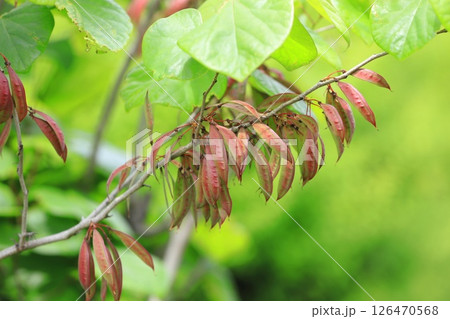 花蘇芳（ハナズオウ）の実　 126470568