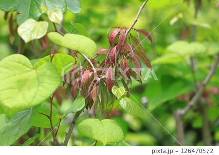 花蘇芳（ハナズオウ）の実　 126470572