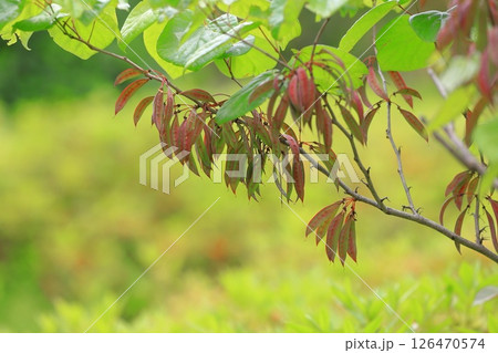 花蘇芳（ハナズオウ）の実　 126470574