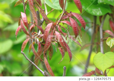 花蘇芳(ハナズオウ)の実 花蘇芳(ハナズオウ)の実 126470575