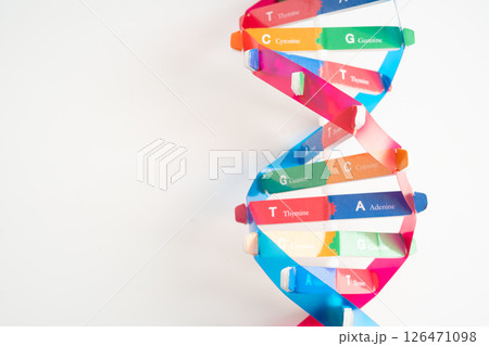 DNA or Deoxyribonucleic acid is a double helix chains structure formed by base pairs attached to a sugar phosphate backbone. 126471098
