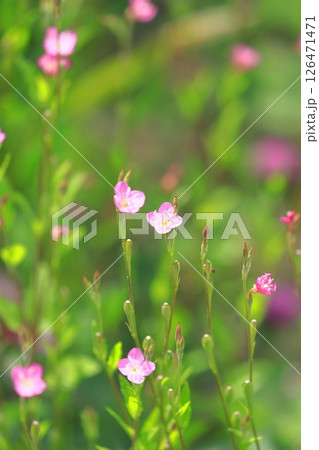 可憐な赤花夕化粧(アカバナユウゲショウ) 可憐な赤花夕化粧(アカバナユウゲショウ) 126471471