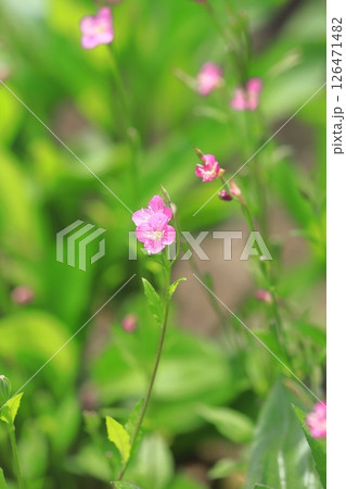 可憐な赤花夕化粧(アカバナユウゲショウ) 可憐な赤花夕化粧(アカバナユウゲショウ) 126471482