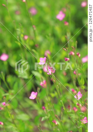 可憐な赤花夕化粧（アカバナユウゲショウ） 126471487