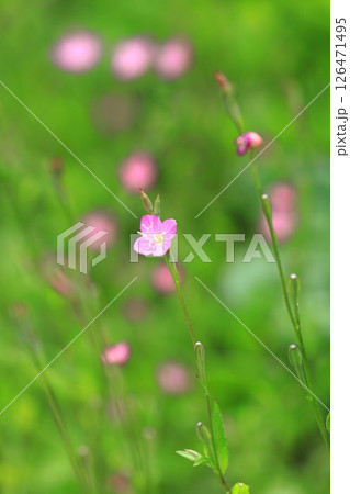 可憐な赤花夕化粧(アカバナユウゲショウ) 可憐な赤花夕化粧(アカバナユウゲショウ) 126471495