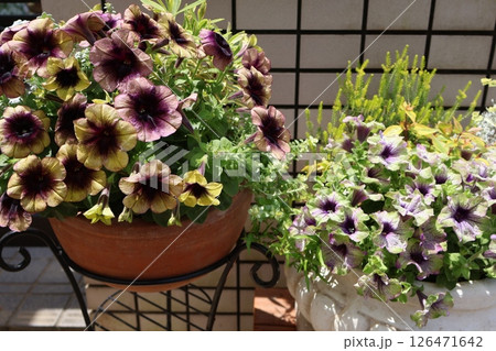 玄関前のシックな花色ペチュニアの寄せ鉢 126471642