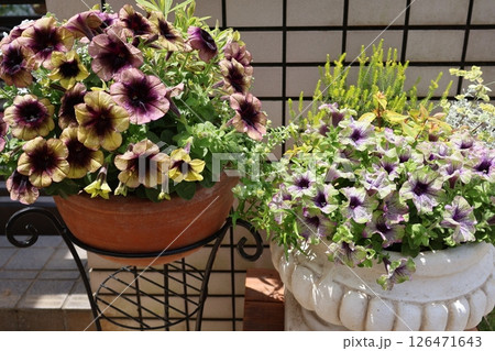 玄関前のシックな花色ペチュニアの寄せ鉢 126471643