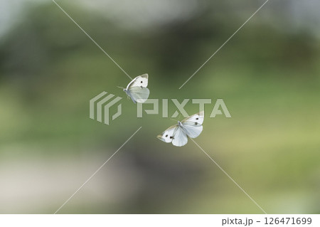 宙を舞う二匹の白い蝶 126471699