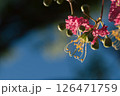 逆光に輝くサルスベリの花 126471759