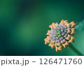 緑の中のカラフルな蝶ネクタイ 126471760