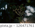 光に照らされるフヨウのつぼみ 126471761