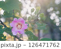 朝日を浴びるフヨウ 126471762