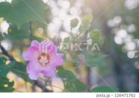 朝日を浴びるフヨウ 126471762