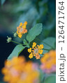 ランタナの黄色い花 126471764