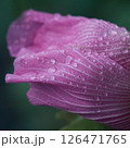 雨に濡れたピンクのフヨウ 126471765