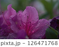 雨に濡れたツツジ 126471768