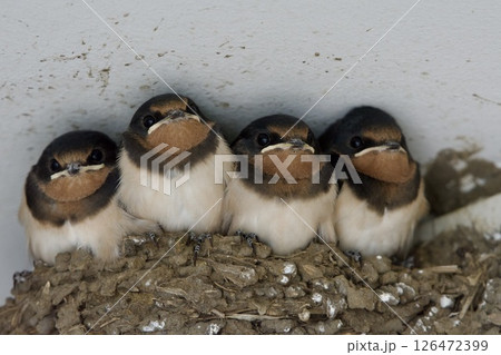 ツバメ swallow / Japan 126472399