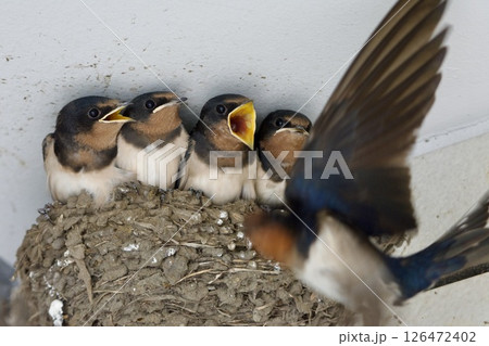 ツバメ swallow / Japan 126472402