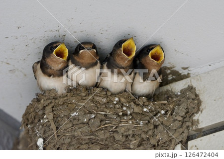 ツバメ swallow / Japan 126472404