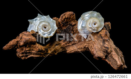 Pearled Delphinula Seashell on Weathered Driftwood Pearled Delphinula Seashell on Weathered Driftwood 126472661