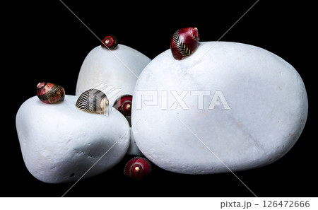 Elegant Seashell with White Stones on Black 126472666