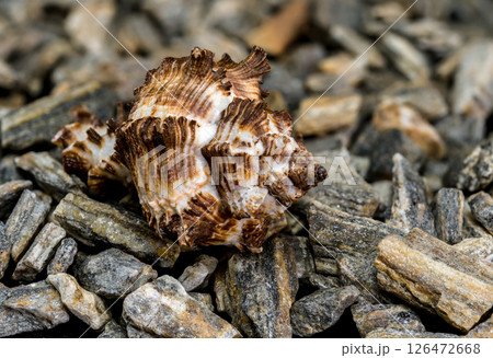 Spiny Dye-Murex Seashell on Rocky Surface 126472668