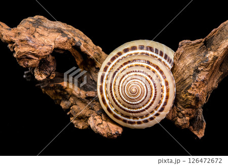 Architectonica perspectiva Shell on driftwood 126472672